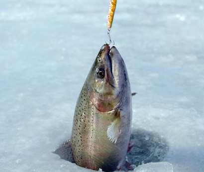 산천어축제 송어축제 잘잡는 방법