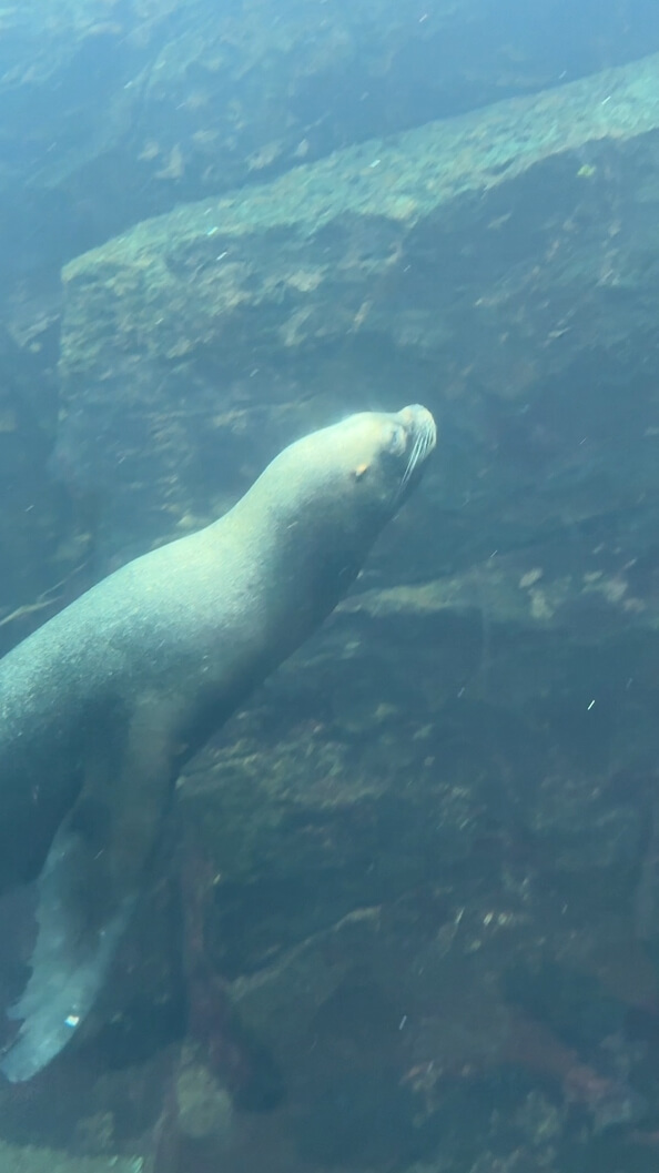 여수아쿠아플라넷-바다사자관찰하기