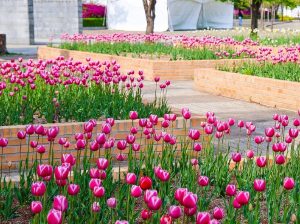 고양국제꽃박람회