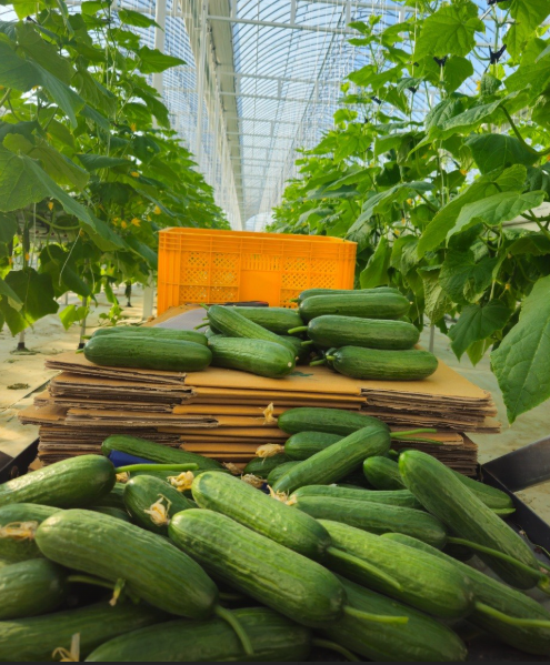 호평농장 미니오이