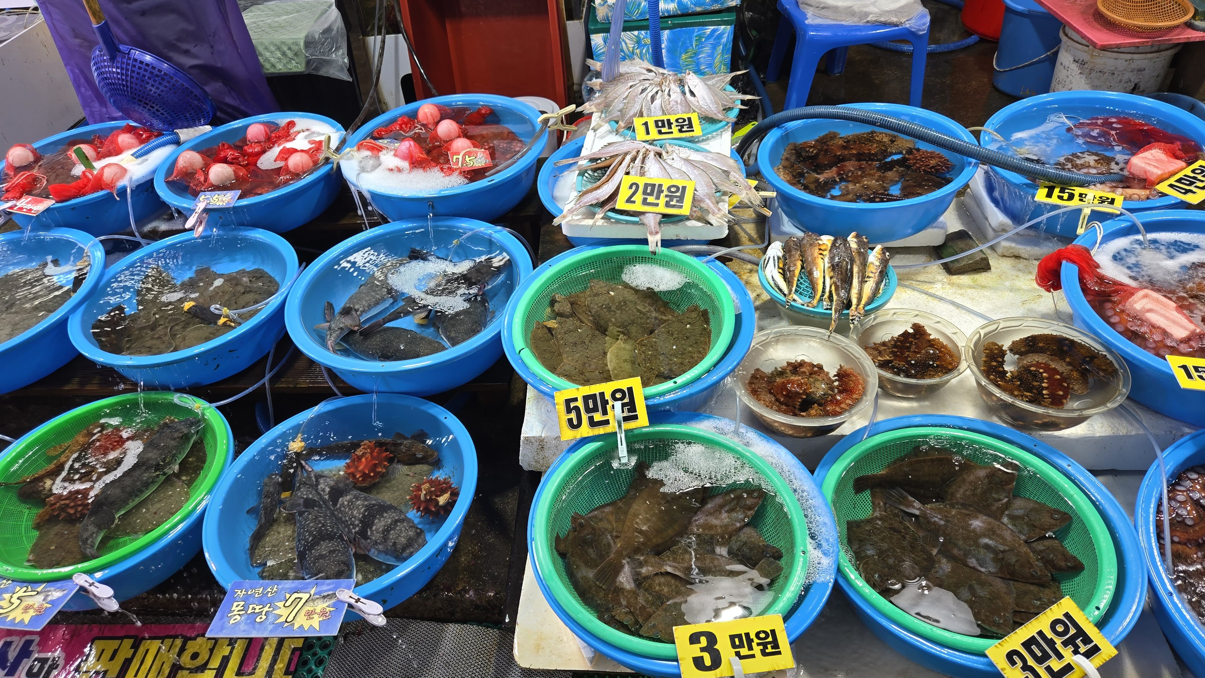 주문진 수산시장