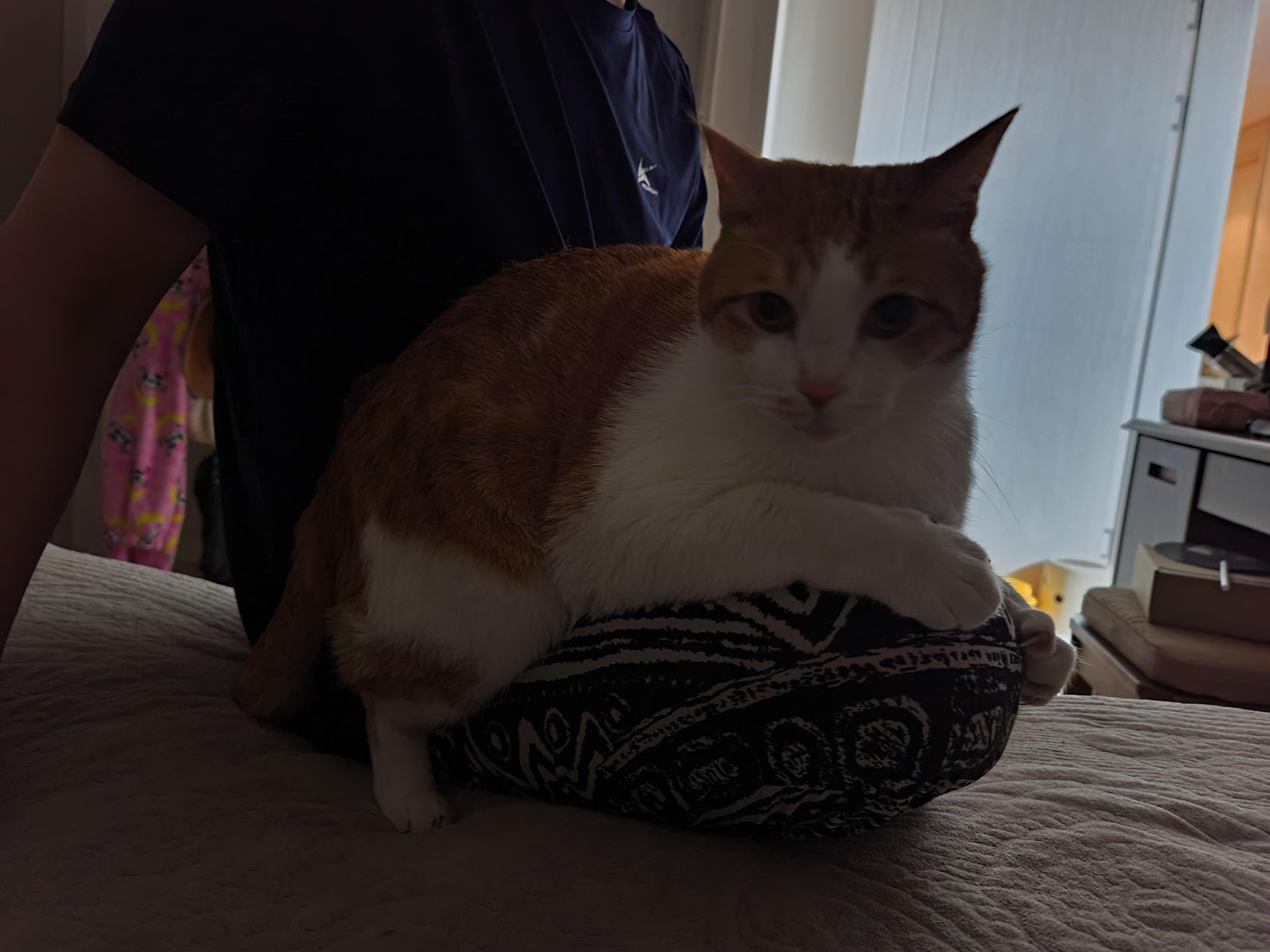 한순간 성격이 바뀐 막둥이와 입이 귀에 걸린 남집사