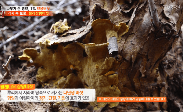 상황버섯 먹는 방법