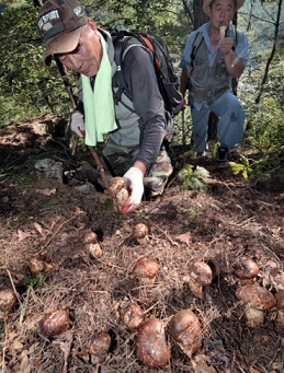 금강송-송이버섯