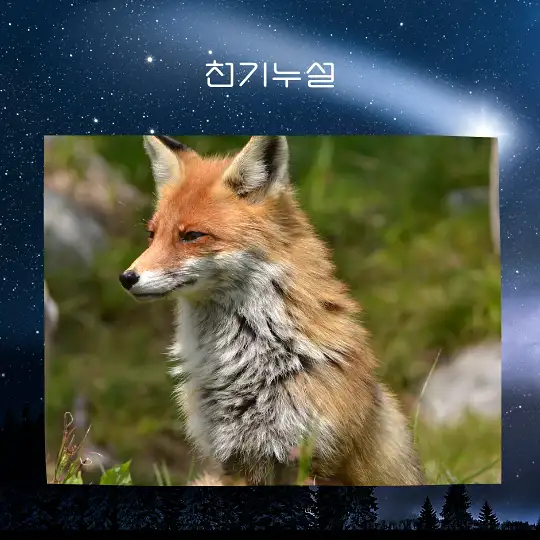 여우가 등장하는 꿈 해몽