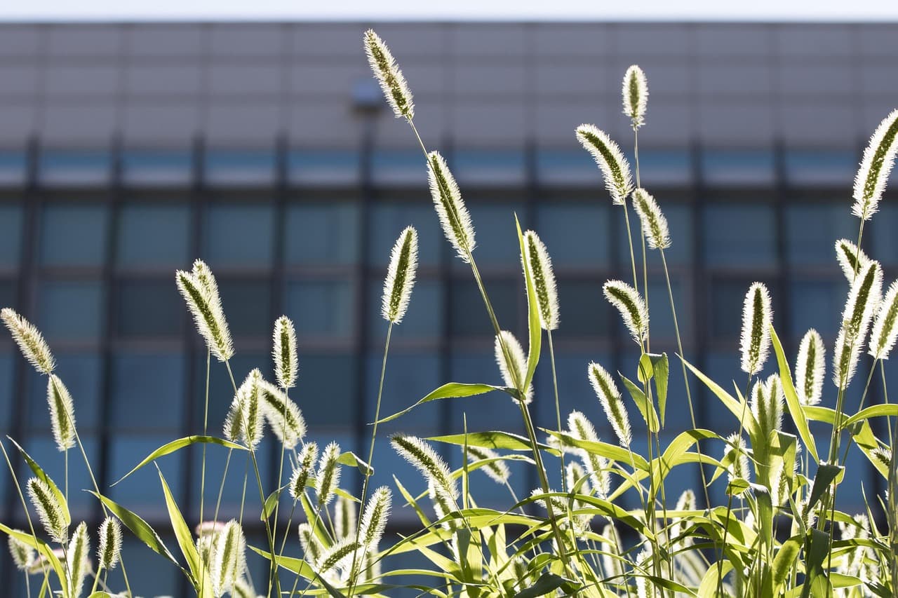공장지대와 폐건물 속 생명, 인간이 떠난 자리에서 자연은 시작된다에 대한 사진