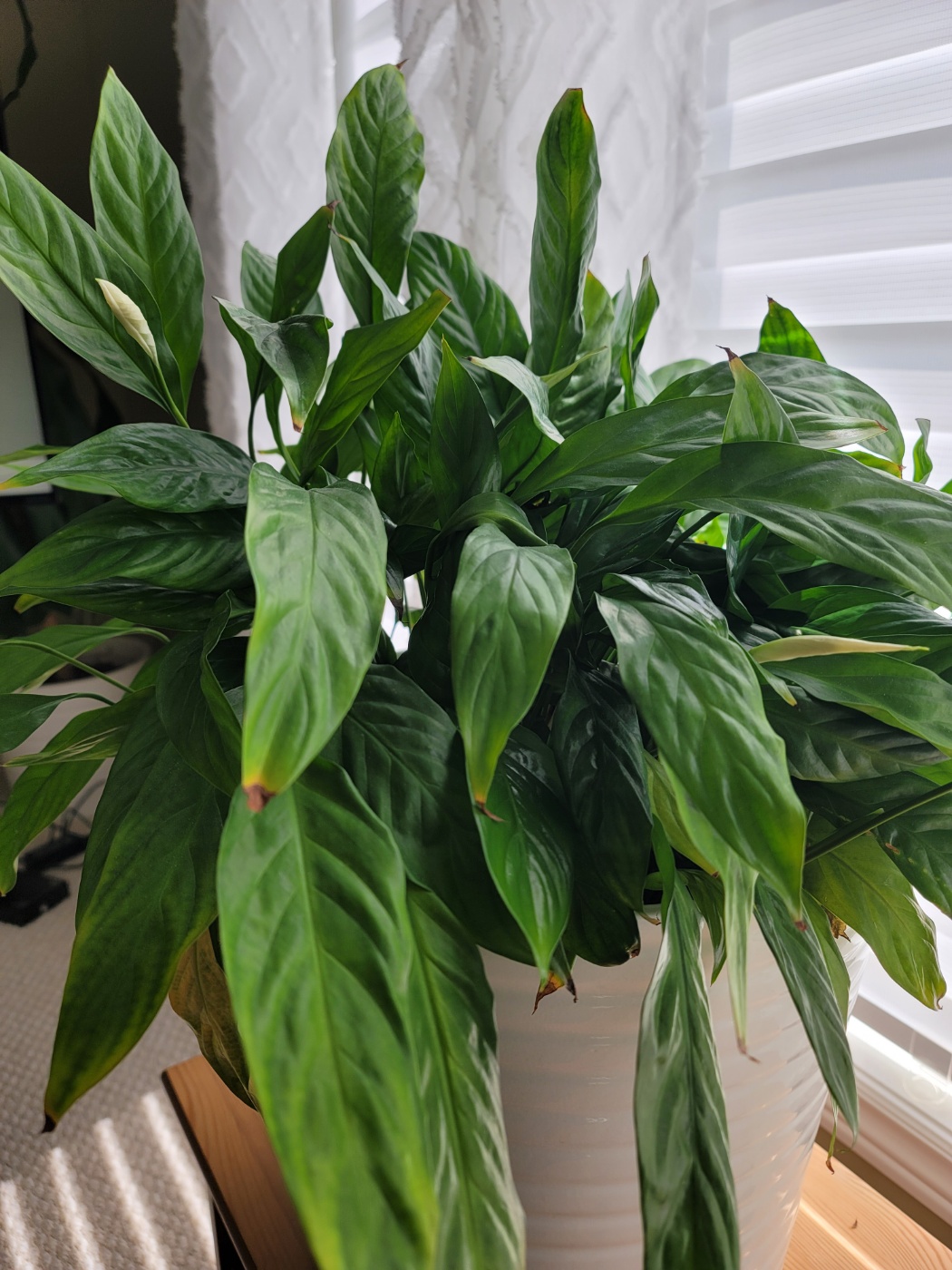 잎끝이 갈색으로 변한 스파트필름