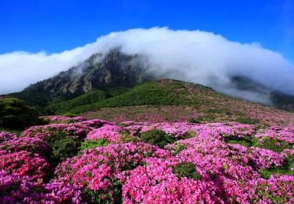 봄꽃 보기 좋은 곳 전국 명소 추천