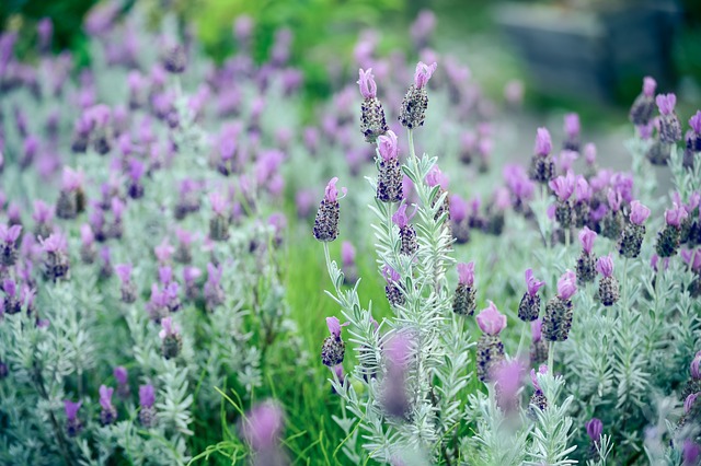 화담숲 최적의 코스를 미리 파악하시면 알뜰하게 즐길 수 있습니다.