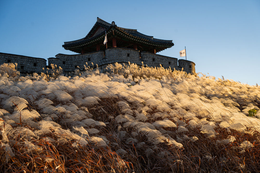 화서공원 억새
