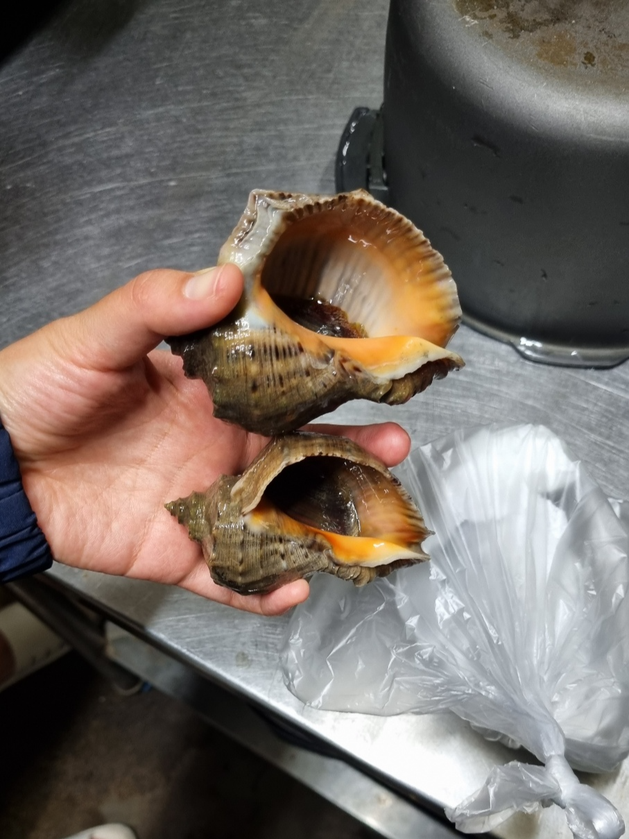 서포리에서-얻은-소라