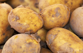 돼지감자 파종 시기와 키우는 방법 완벽 정리! 1