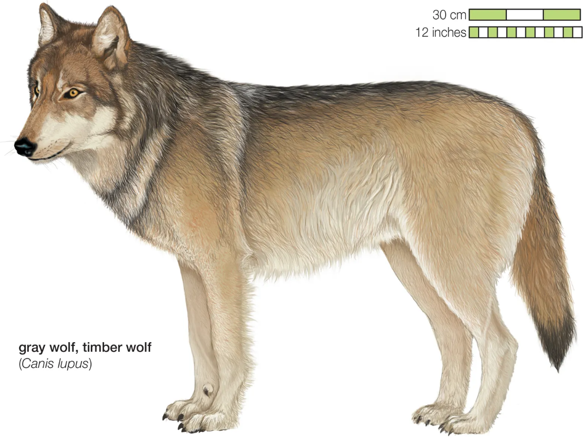 회색 늑대의 사진