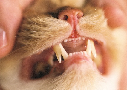 고양이 이빨 업.