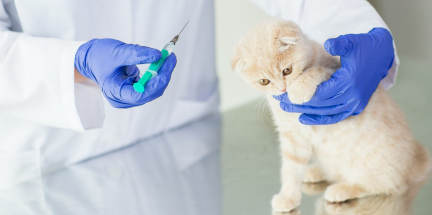 백신을 맞은 고양이.