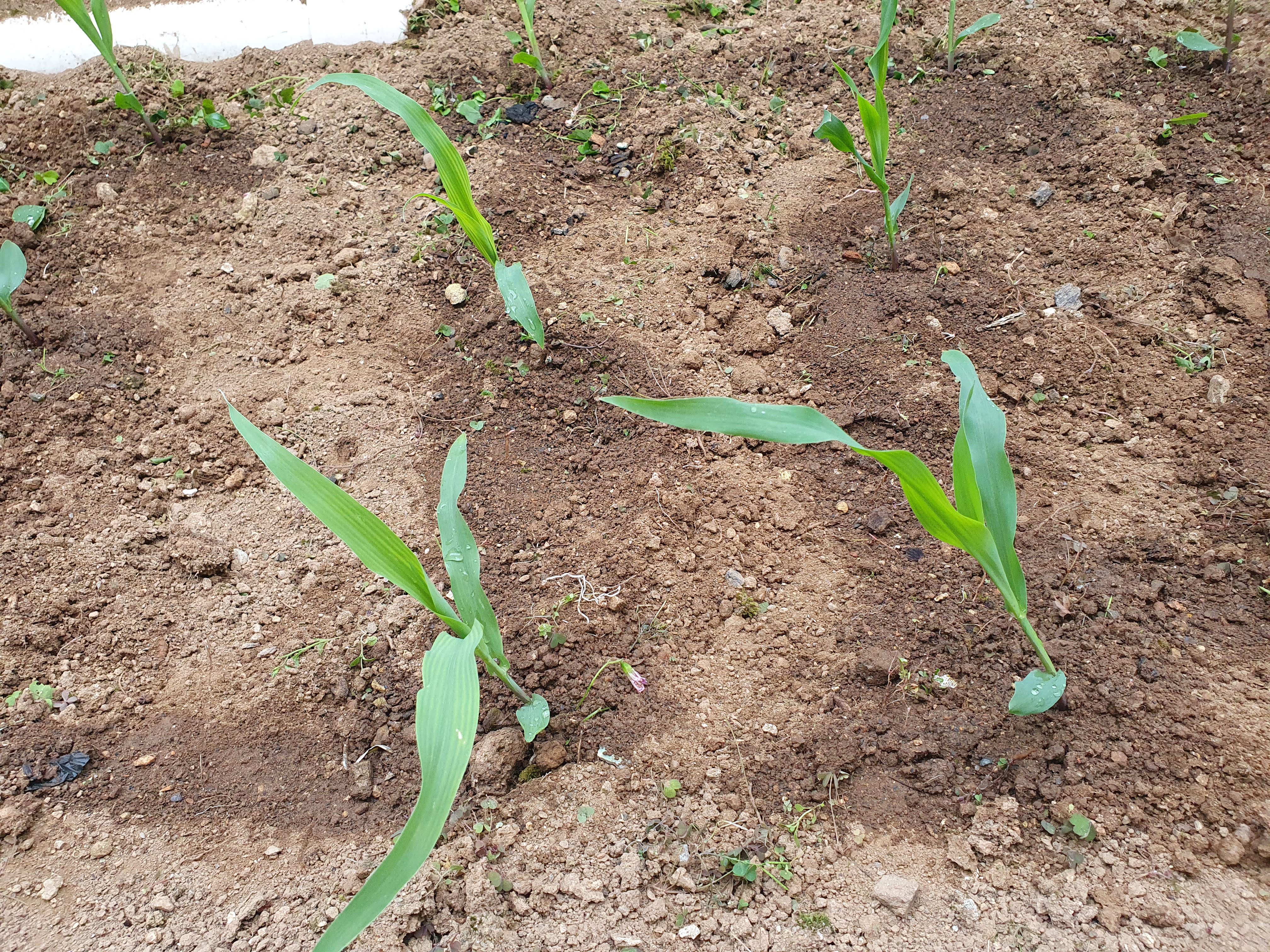 옥수수 심는 간격 텃밭에서
