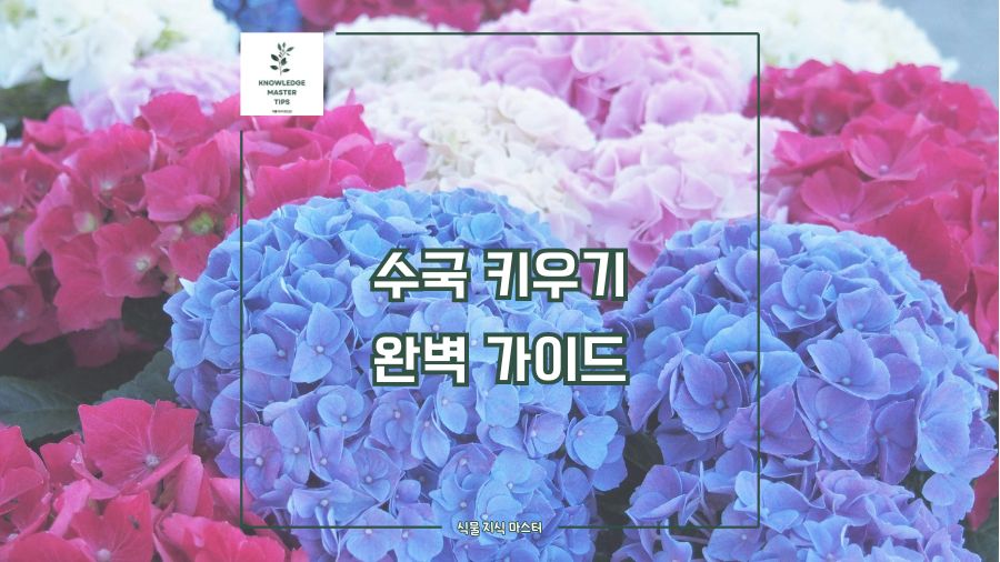 수국 키우기 완벽 가이드