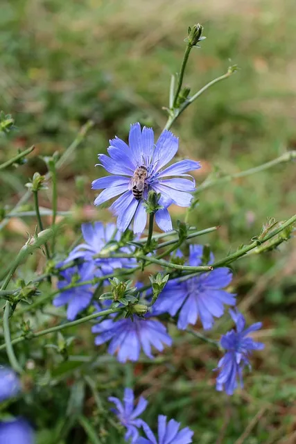 치커리 재배 쓴맛 줄이기 차광 요령 물 관리_9