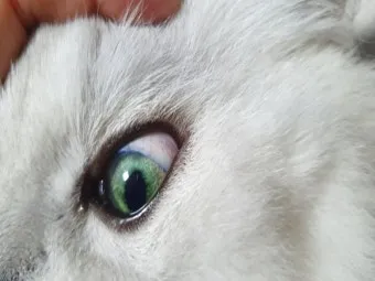 고양이 주요 눈 질환 7가지 증상 원인 치료법_18