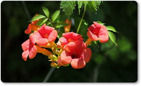 아름다운 꽃의 매력 능소화 꽃말/특성/재배법/활용법/관광 명소