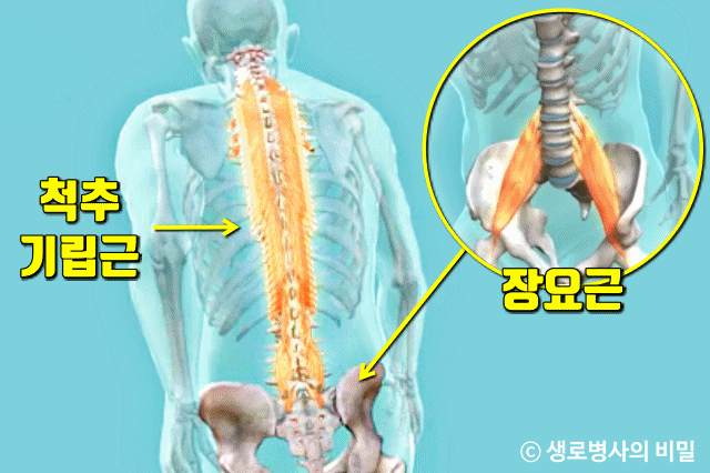 보폭10cm 넓혀 걷기 운동 효과,허리통증,척추기립근,장요근,생로병사의 비밀,건강,팁줌