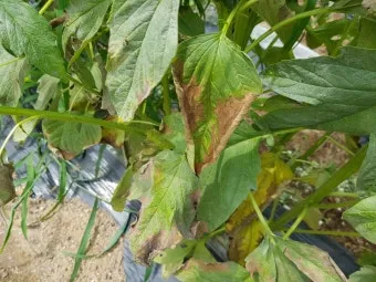 농사 병해충 예방법 진딧물 응애 노균병 탄저병 대처_19