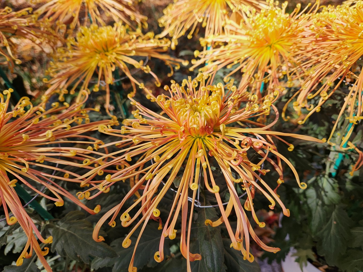실국화