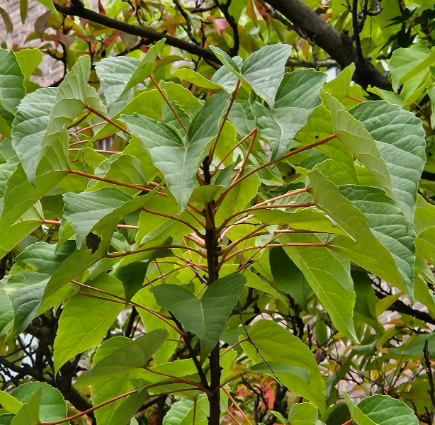 이나무 잎2