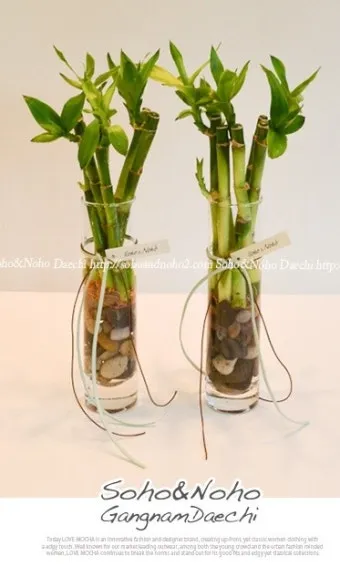 실내식물 여름철 관리 고온다습 통풍확보 물주기시간대 환기방법_5