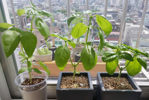 실내 식물 고르는 법 (양지, 반양지, 음지)