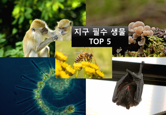 지구-필수-꼭필요한-생물-TOP5-영장류-박쥐-꿀벌-균류-플랑크톤