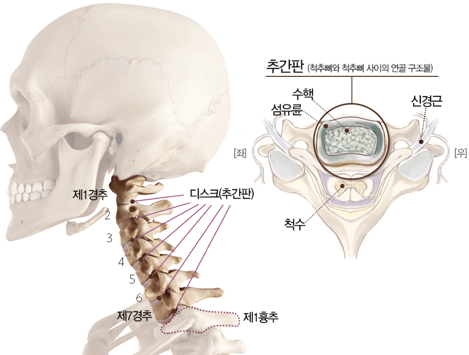 경추와 디스크의 해부학적 모습