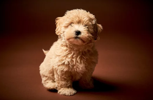 말티푸/출처:어도비스톡