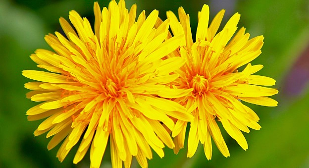 민들레 꽃말 민들레 홀씨 꽃말 총정리