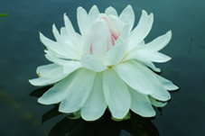 세미원 연꽃문화제