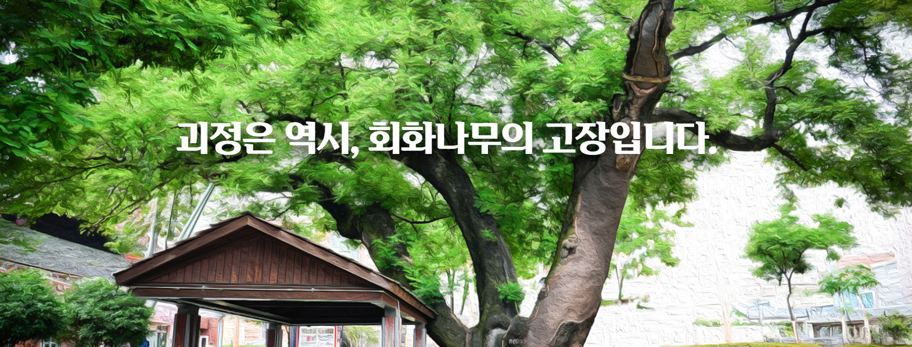 부산 괴정 회화나무