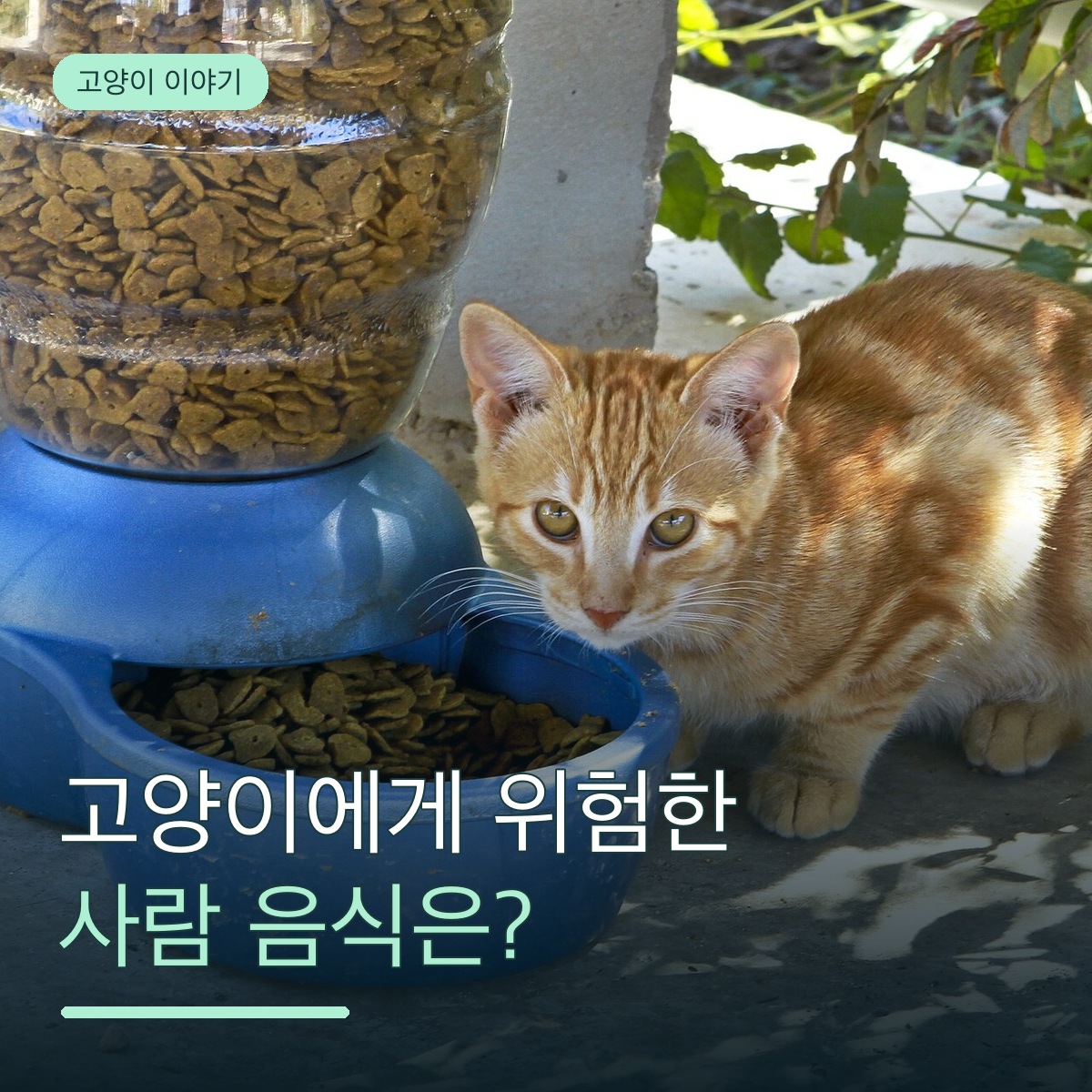 고양이에게 사람 음식을 나눠 줘도 될까? 집사가 꼭 알아야 할 위험 음식과 대처법