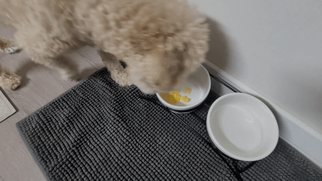 강아지 복숭아 급여 시 껍질과 씨는 제거