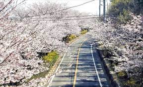제 12회 장봉도 벚꽃축제 기본일정과 프로그램 및 특징 소개