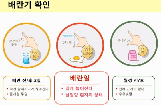 배란기 냉