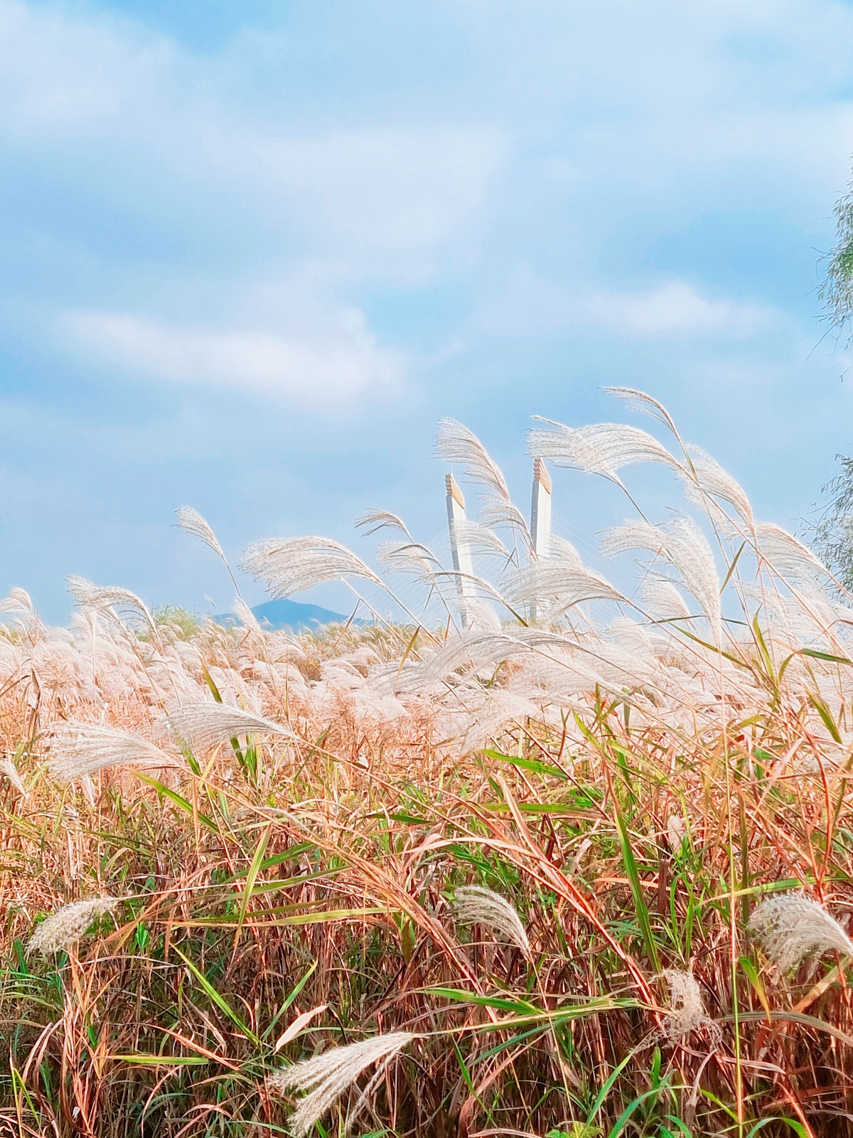 핑크뮬리부터 은행나무길까지, 드림파크 야생화공원 가을 축제와 산책