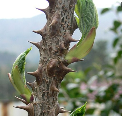 6시내고향-두릅