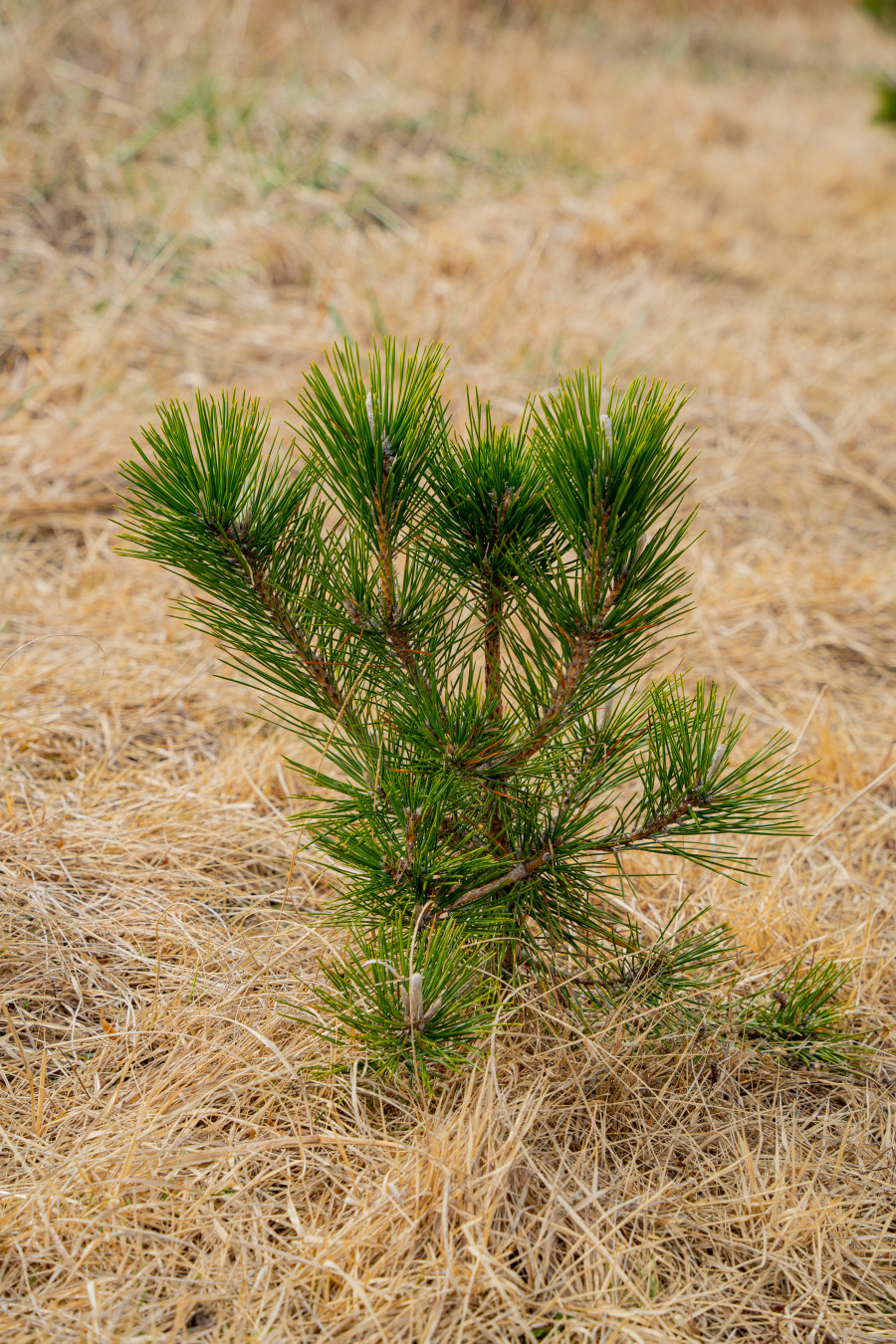 용눈이 오름 소나무
