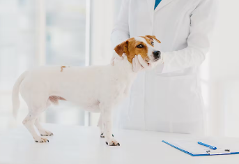 개의 담낭점액낭종 증상.