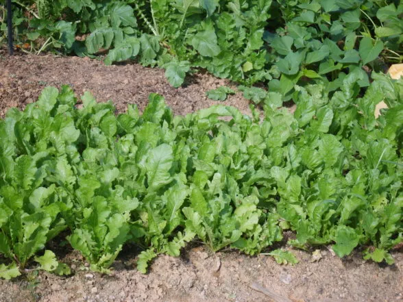 열무 재배 빠른 파종 잔털 제거 혼식 요령_5