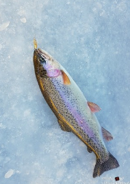 평창송어축제-비용