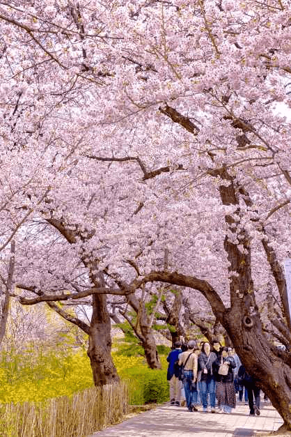 영등포 여의도 봄꽃축제 2026 완벽 가이드