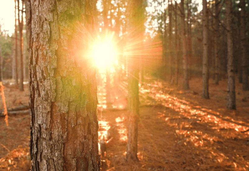 숲의 나무 기둥