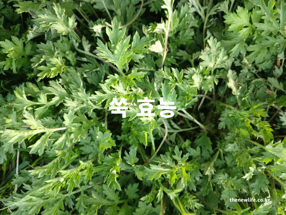 쑥 효능 대표 실사진