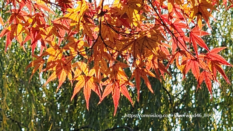 충렬사 애기단풍